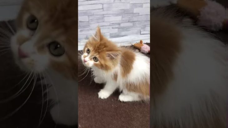 ペットショップCOO&RIKU　431826　メインクーン