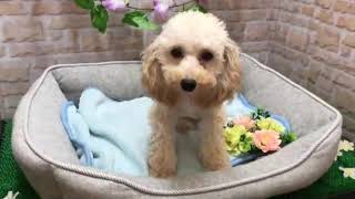 ペットショップCoo&RIKU No411909 トイプードル