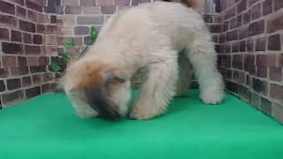 ペットショップCoo&RIKU　No.425910　MIX