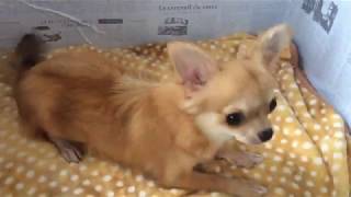 ペットショップCoo&riku 　チワワ　412815