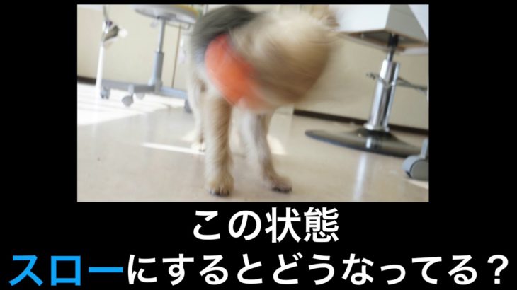 【ヨークシャテリア】首を振る瞬間を撮る！［兵庫ペット医療センター トリミング 尼崎 犬動画　］Happy dog glooming