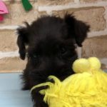 【No.104683・ミニチュアシュナウザー】ペットショップ犬の家猫の里碧南店