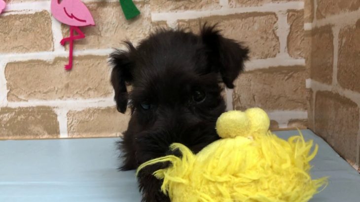 【No.104683・ミニチュアシュナウザー】ペットショップ犬の家猫の里碧南店