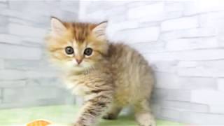 【きくちペット】 仔犬仔猫 No.19252　【当店出産】ラガマフィン