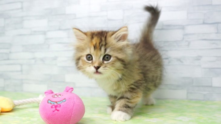 【きくちペット】 仔犬仔猫 No.19253　【当店出産】ラガマフィン