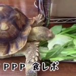 番外編【モリタPPP】ウチの人生初の食レポ編 NMB48 森田彩花