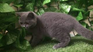 ペットショップcoo&riku No.429015