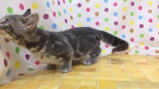 ペットショップcoo&riku No.431894