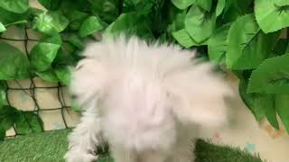 ペットショップcoo&riku No.434435