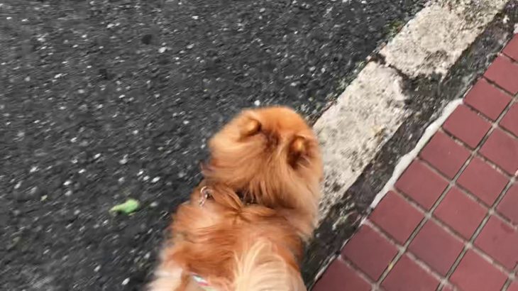 hinata  ペットホテル 2019/08/10 プティくん