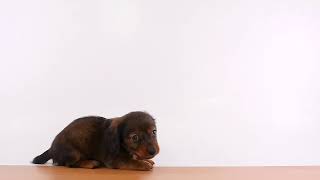 ペットの専門店コジマ