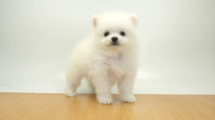 ペットの専門店コジマ