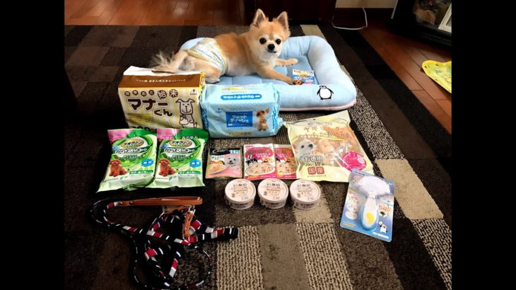 ペットグッズを陸と紹介してみた。