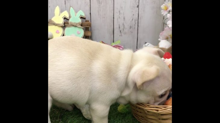 ペットショップ 犬の家 倉敷店 「フレンチブルドッグ」「１０４２６２」