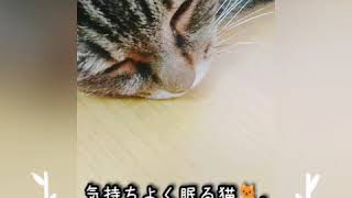 #猫#ペット【気持ち良さそうに眠る猫🐈✨それを撮影する僕🕴️✨‼️】