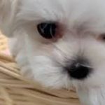 ペットショップ 犬の家 ○○店 「品種名」「問い合わせ番号」