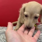 ペットショップ犬の家＊京都樟葉店　カニンヘンダックス