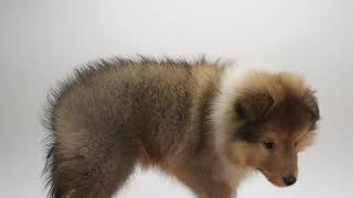 ペットの専門店コジマ