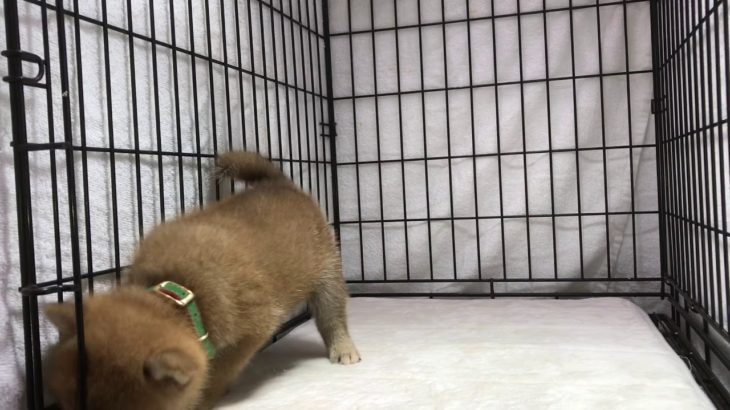 【茨城県のブリーダー　ペットショップスズキ　柴犬　子犬　販売　動画　№１１】