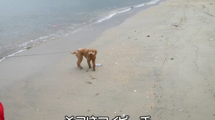 【まっくんペット】虹ノ松原1