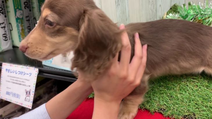 ペットショップ犬の家＆猫の里 イオン小牧店【生体番号103211】【種類ミニチュアダックスフンド】