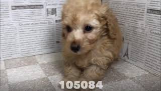 ペットショップ　犬の家　加古川店「ハーフ」「105084」