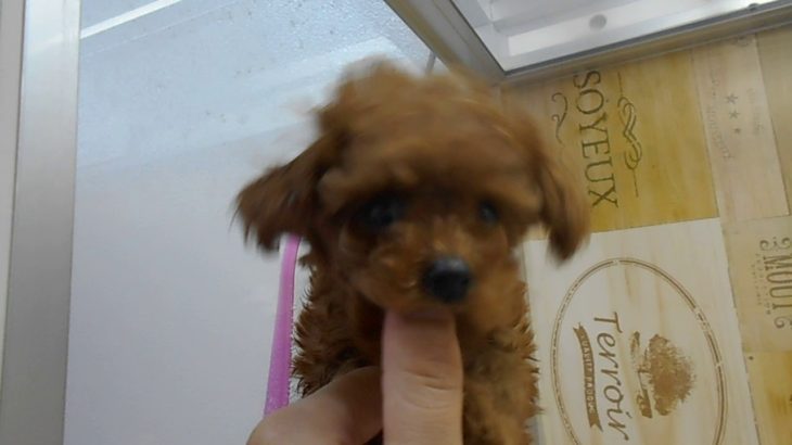 ペットショップ 犬の家 桑名店 「タイニー♀」「105455」