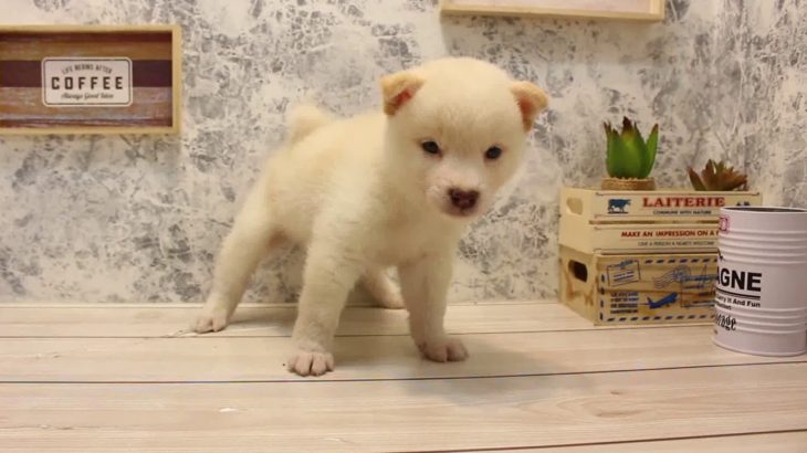 ワンラブ　名古屋市　ペットショップ　170749