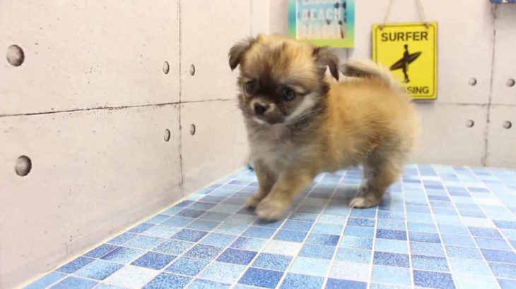 ワンラブ　名古屋市　ペットショップ　170827