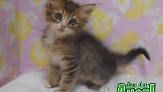 1908027  【ペットショップ エンゼル】お薦めの子犬・子猫