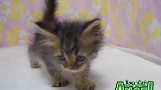 1908031  【ペットショップ エンゼル】お薦めの子犬・子猫