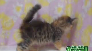 1908032  【ペットショップ エンゼル】お薦めの子犬・子猫