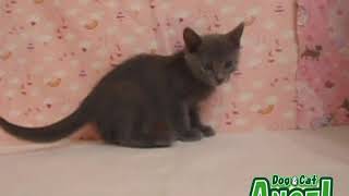 1909051 【ペットショップ エンゼル】お薦めの子犬・子猫