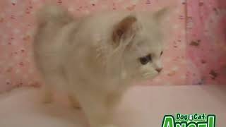 1909069  【ペットショップ エンゼル】お薦めの子犬・子猫