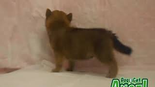 1909081  【ペットショップ エンゼル】お薦めの子犬・子猫