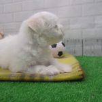 ペットショップCoo&RIKU No生体番号 犬種名