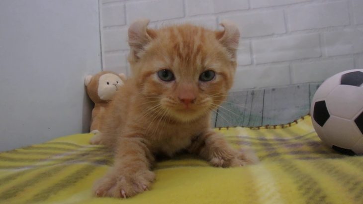 ペットショップCoo&RIKU No00441557 アメリカンカール