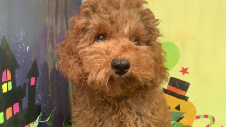 ペットショップCoo&RIKU　NO.433124　Tプードル