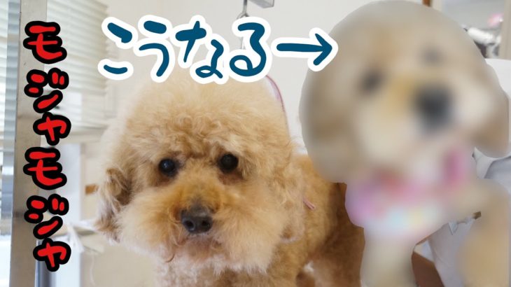 【トイプードル】のプーティー 顔カット！［兵庫ペット医療センター トリミング 尼崎 犬動画　］Happy dog glooming