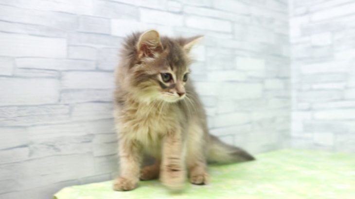 【きくちペット】 仔犬仔猫 No.19302　ソマリ