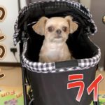【ペットバギー】乗り心地は!? わんわんカートデビュー – Pet cart debut -【チワワ×シーズー】