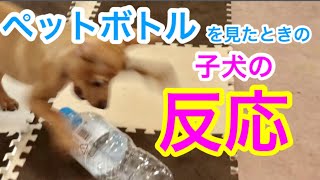 【ミニピン アイビー】ペットボトルを見た時の子犬の反応が可愛いすぎた！Reaction when a puppy saw a plastic bottle for the first time