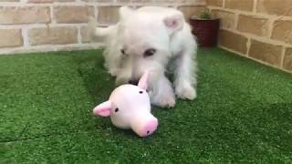 ペットショップcoo&riku No.431238　MIX(マルチーズ×ミニチュアシュナウザー)