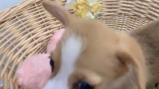 ペットショップ 犬の家 ○○店 「品種名」「問い合わせ番号」