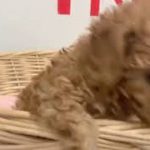 ペットショップ 犬の家 ○○店 「品種名」「問い合わせ番号」