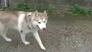 ペットホテルわんわん柏　朝夕のお散歩（わんわん柏）