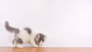 ペットの専門店コジマ