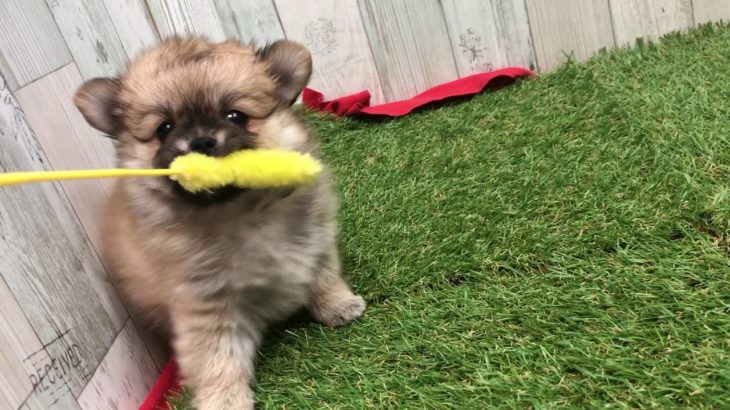ペットショップ犬の家＆猫の里 イオン小牧店【生体番号　】【種類　】