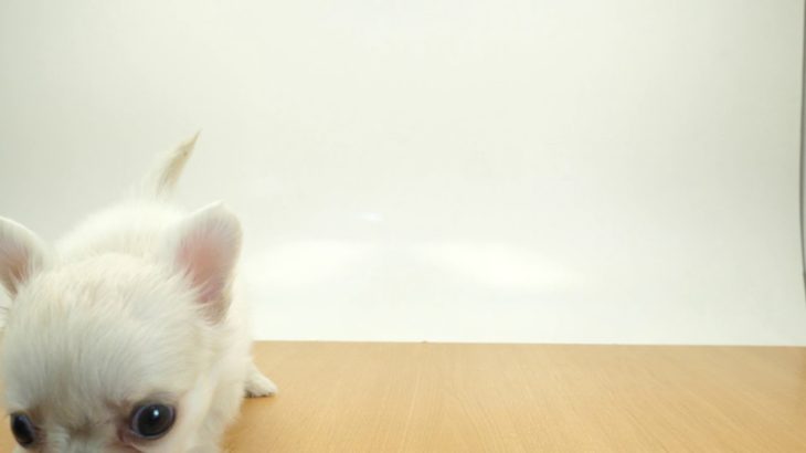 ペットの専門店コジマ