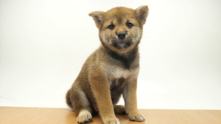 ペットの専門店コジマ